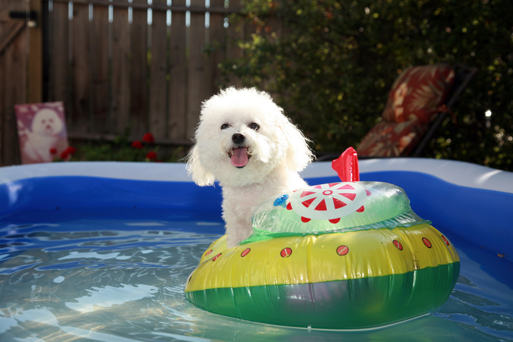 Tipps für Hunde im Sommer So erfrischt ihr euren Hund