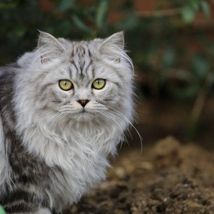 Katzenrassen Von A Z Mit Bildern Mein Haustier