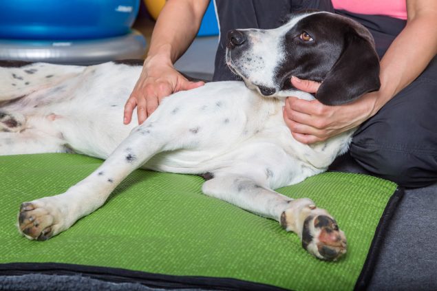 Arthrose Beim Hund Symptome Ursachen Und Behandlungsmethoden