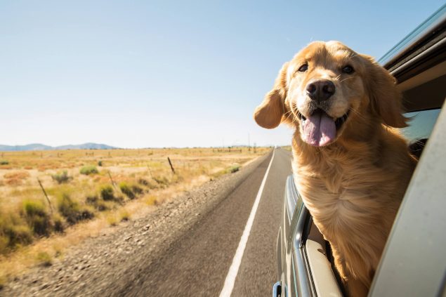 Reisezubehör für Hunde Stressfrei unterwegs mit Hund