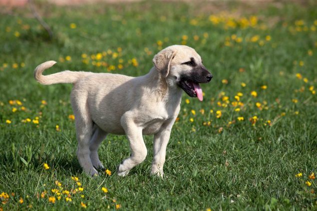 Kangal Steckbrief Charakter Haltung Geschichte