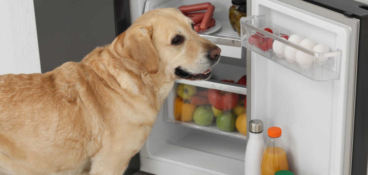 Welches Gem Se D Rfen Hunde Essen Ein Leitfaden F R Gesunde Ern Hrung