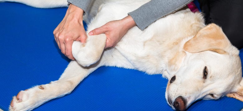 Arthrose beim Hund Symptome, Ursachen und Ernährung