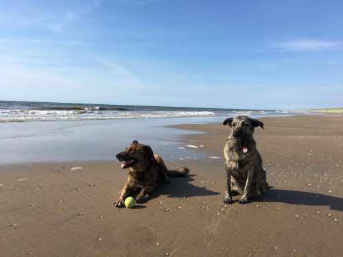 Die schönsten Hundestrände an der Nordsee meinhaustier.de