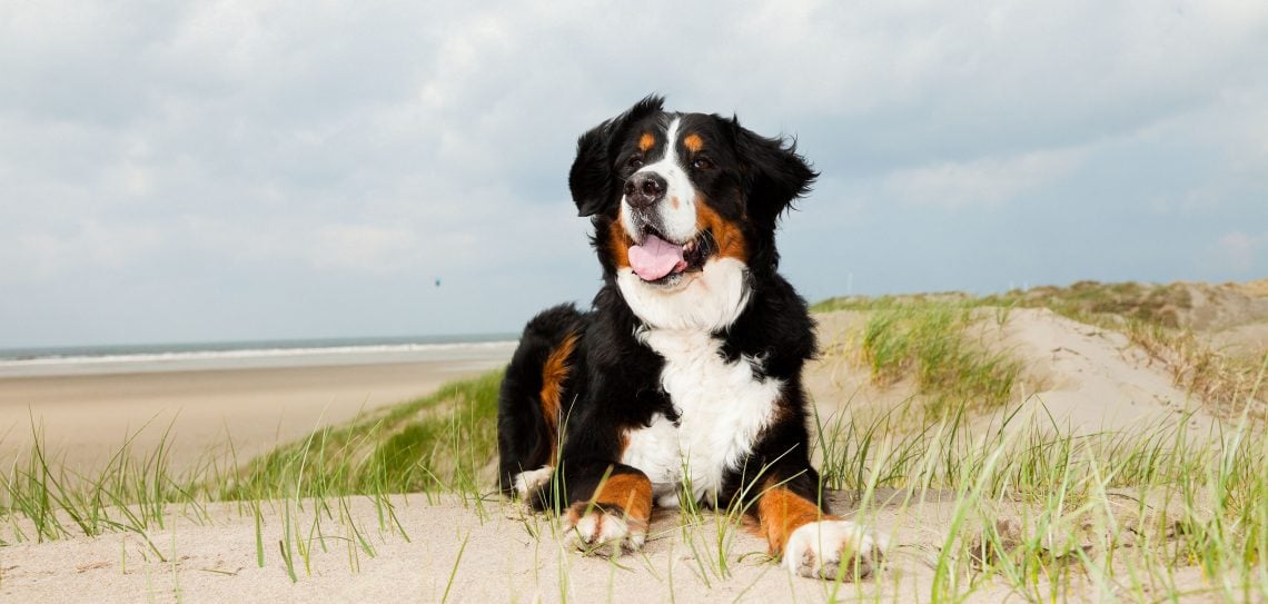 Hundestrände an der Ostsee für einen Urlaub mit Hund