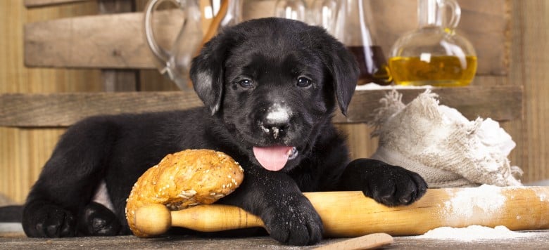 Die besten HundekeksRezepte für Ostern