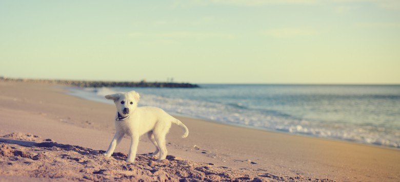 Hundestrände an der Ostsee für einen Urlaub mit Hund