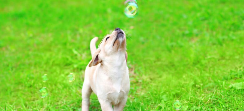 SeifenblasenSpiel für Hunde bei Schecker