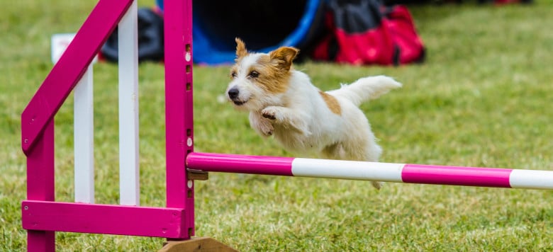 Agility der ideale Sport für aktive Hunde!