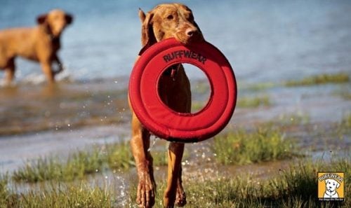 Tipps &amp; Tricks Ausflug zum Badesee mit Hund