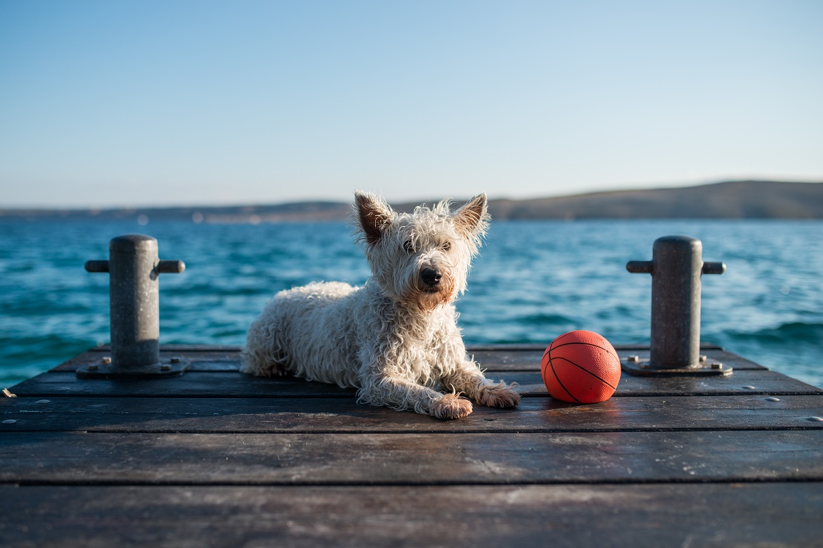 Wasserspielzeug für Hunde bei alsahundewelt