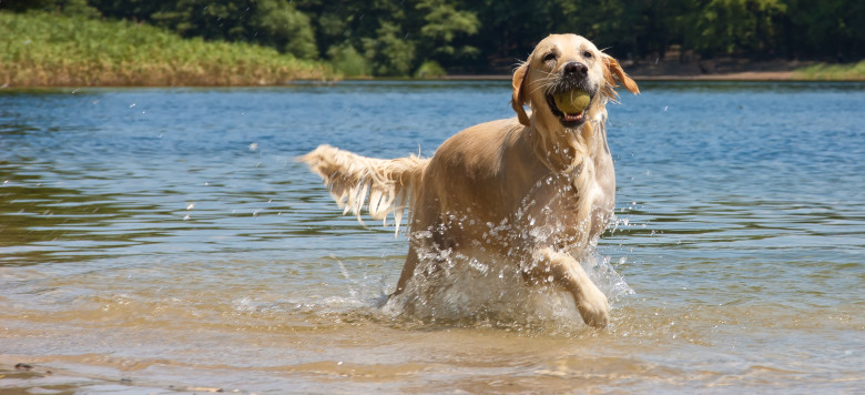 Tipps &amp; Tricks Ausflug zum Badesee mit Hund