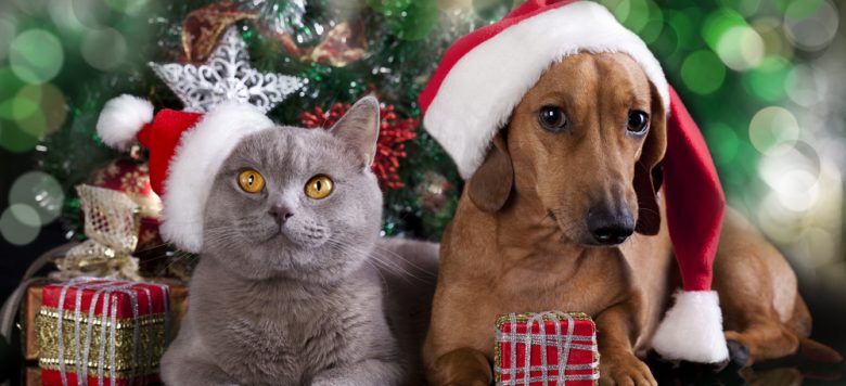 Stressfreie Weihnachten für Hund und Katze