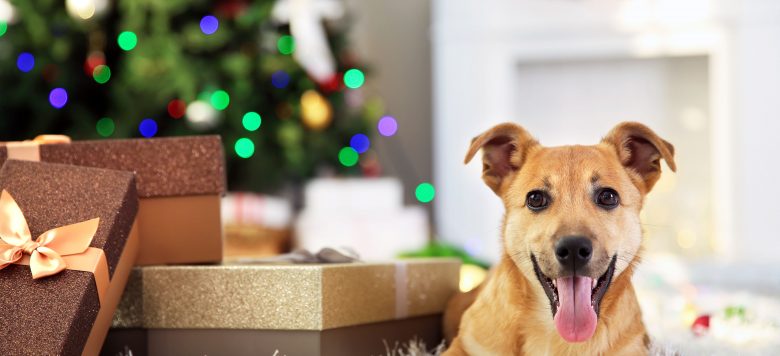 Weihnachtsgeschenke für Hunde bei Schecker