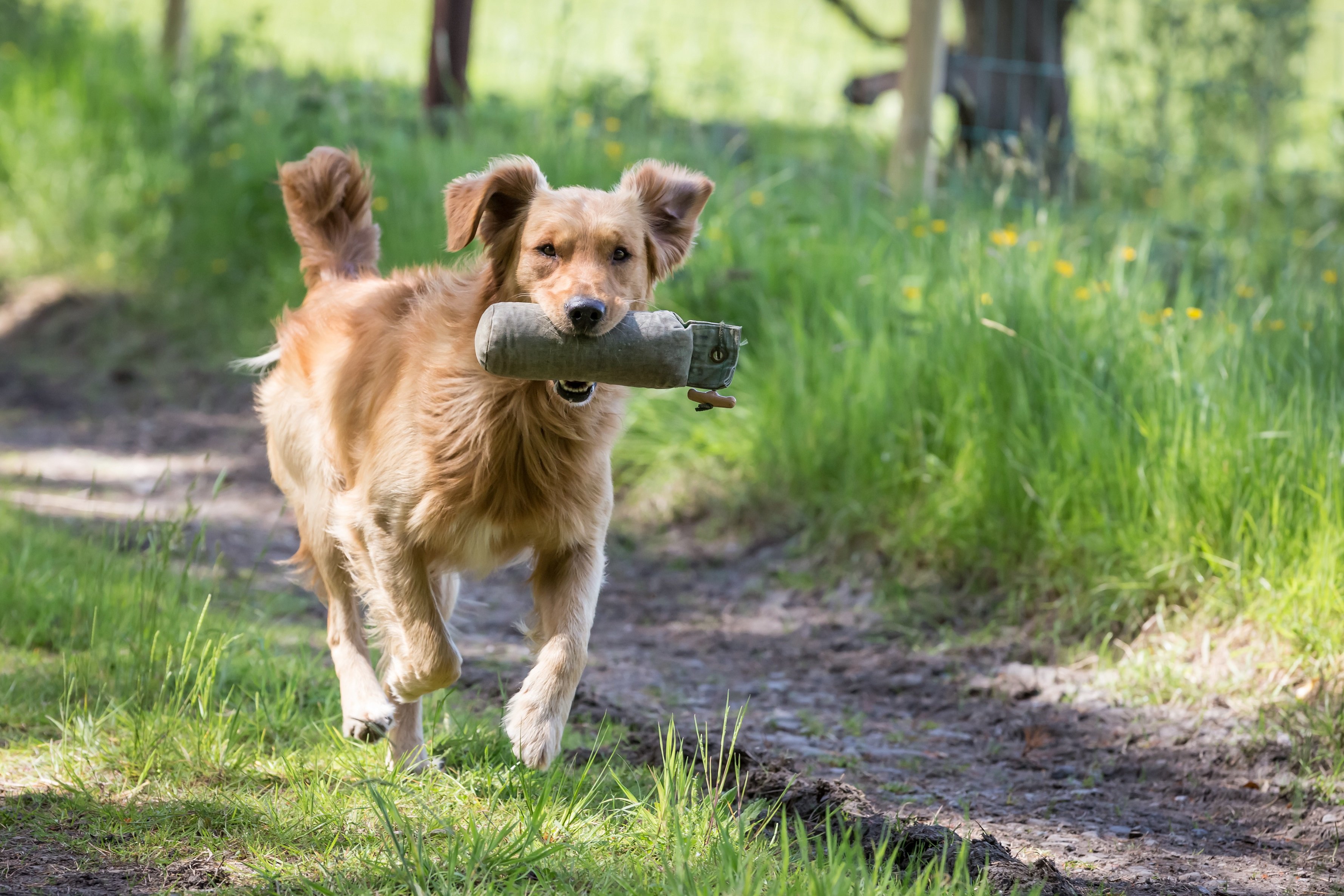 Tipps &amp; Tricks Richtiges DummyTraining für Hunde