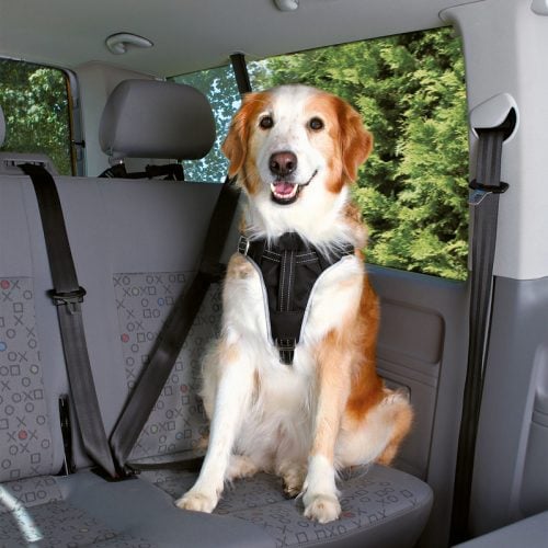 Sicherheitsgurt für den Hund gut gesichert im Auto