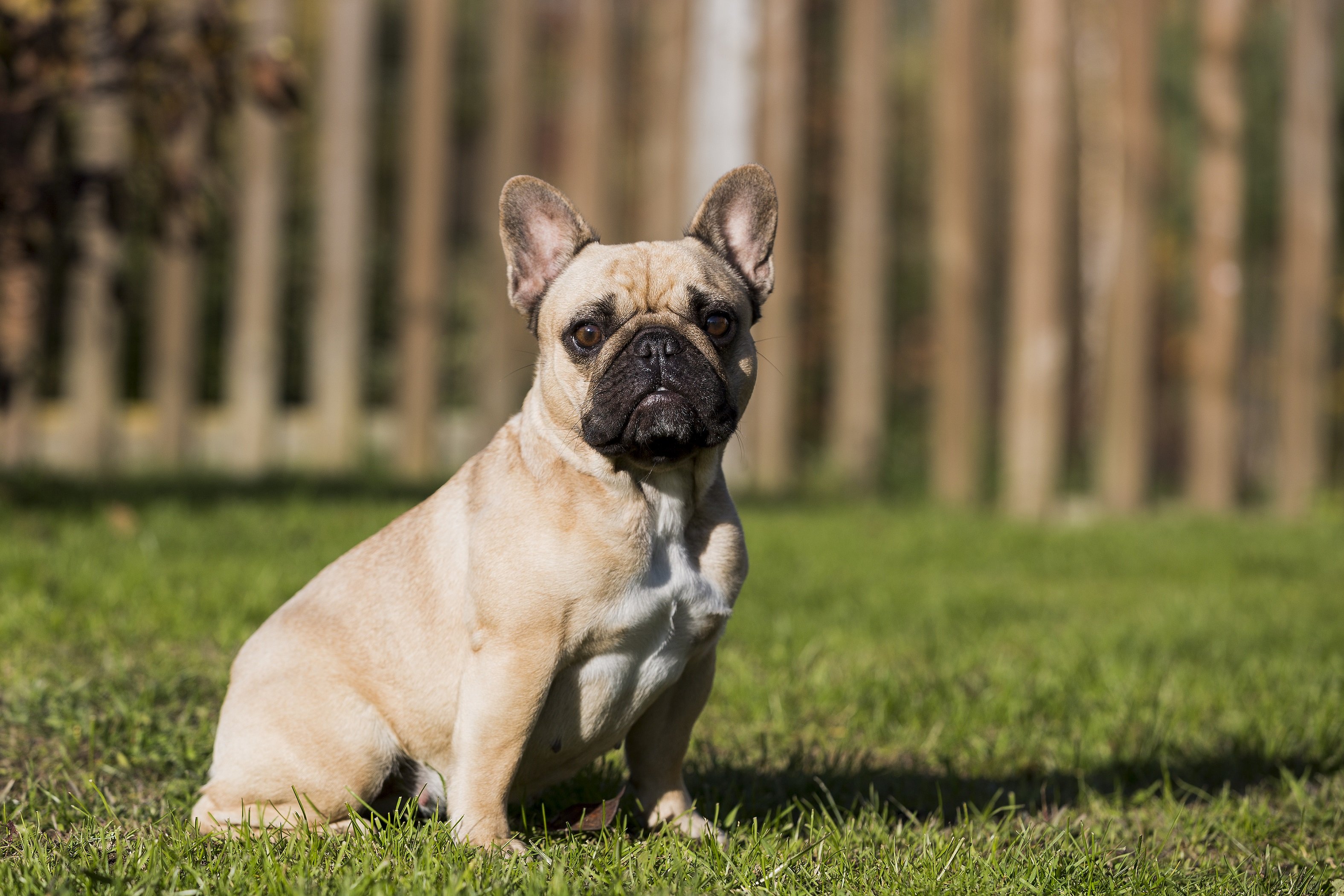 Französische Bulldogge Steckbrief Charakter, Wesen &amp; Haltung