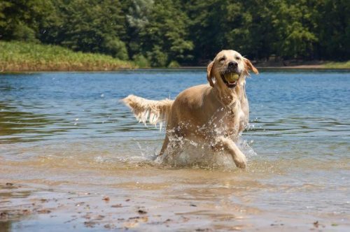 Golden Retriever Steckbrief - GolDen Retriever 2 500x332