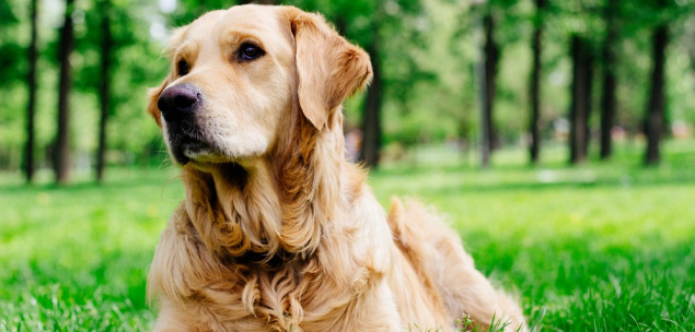 Golden Retriever Steckbrief - Shutterstock 246054700 635x304