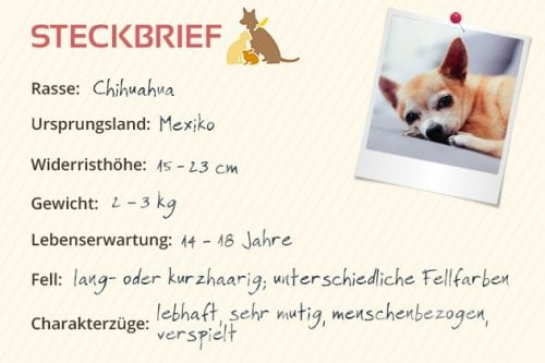 Chihuahua Steckbrief MeinHaustier.de