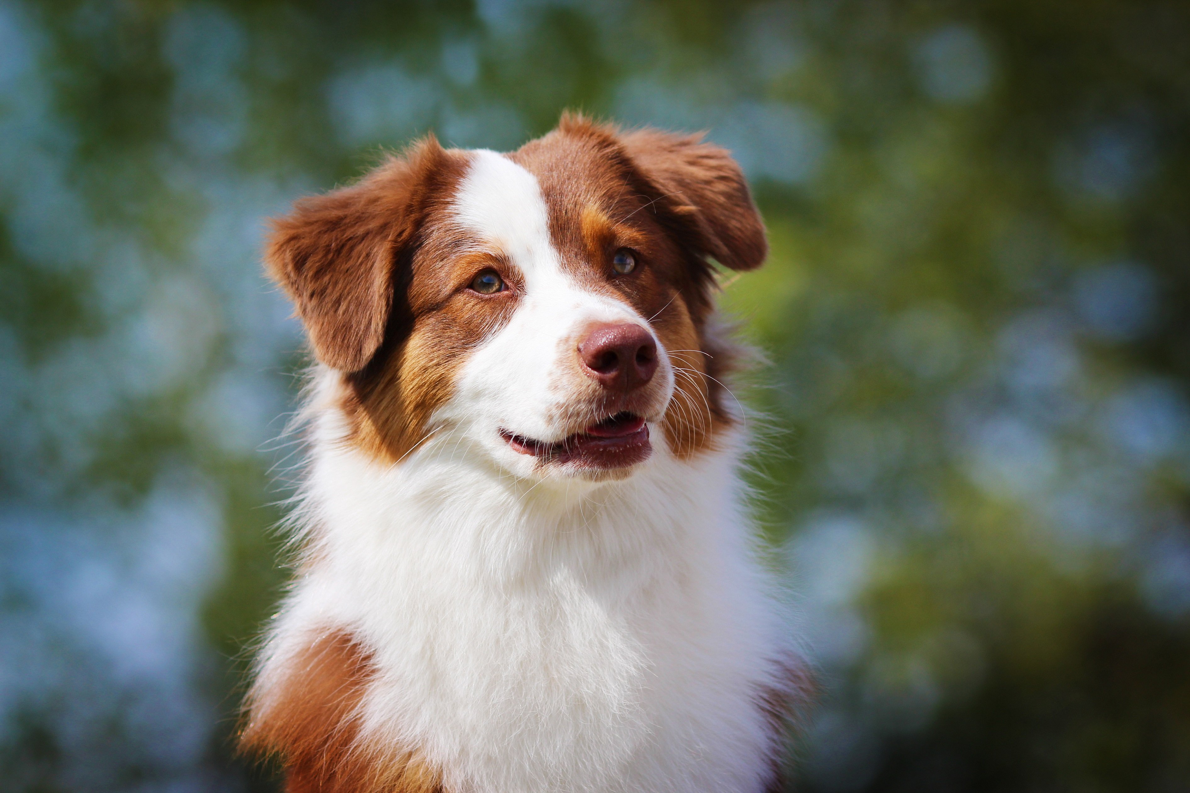 Australian Shepherd Steckbrief Charakter Wesen Haltung