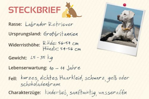 Labrador Retriever Steckbrief Charakter, Wesen &amp; Haltung