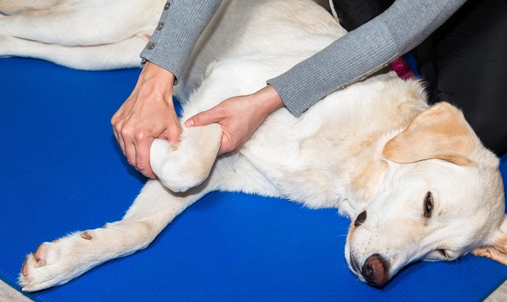 Arthrose beim Hund Symptome, Ursachen und Behandlungsmethoden