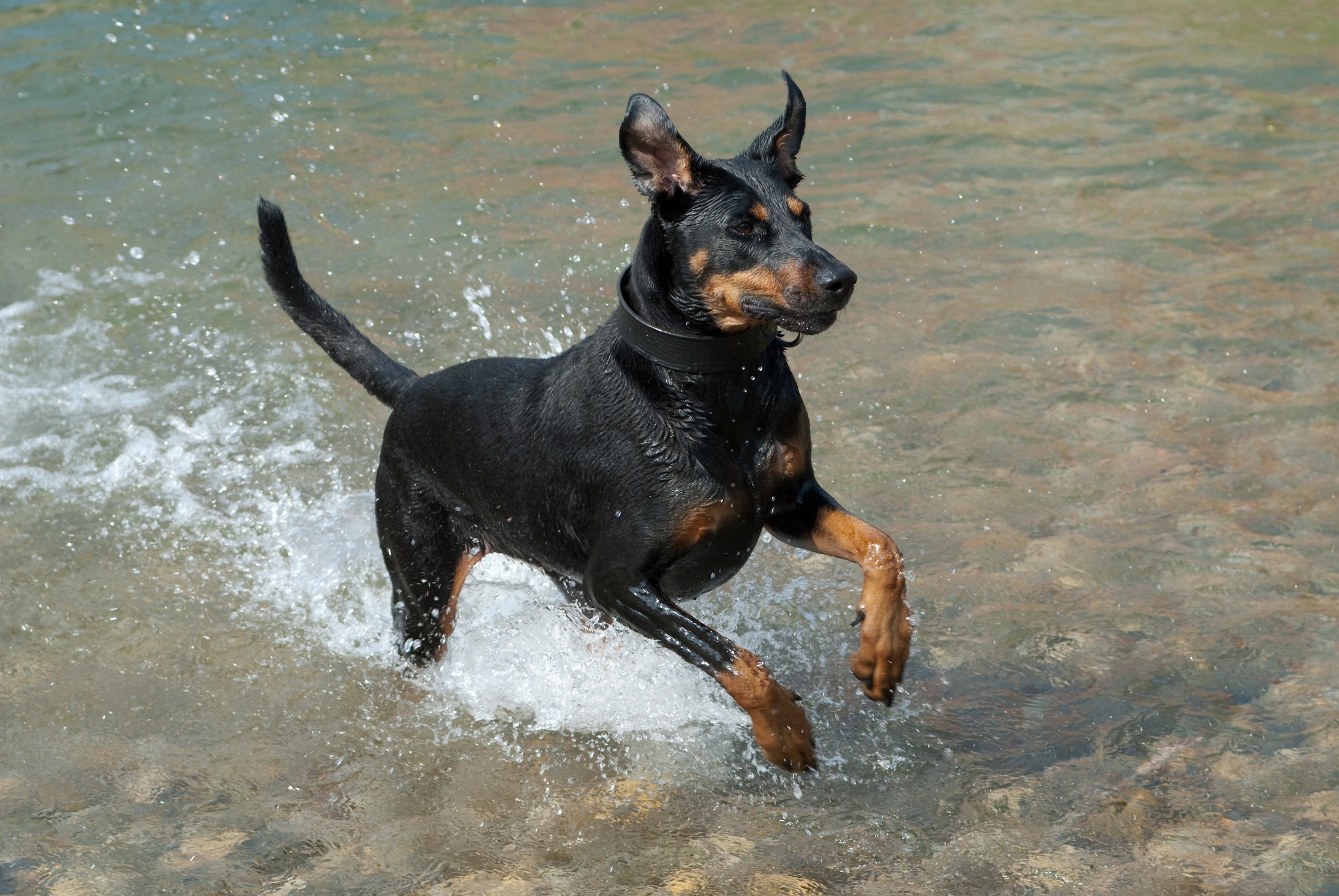 Dobermann Steckbrief Mein Haustierde