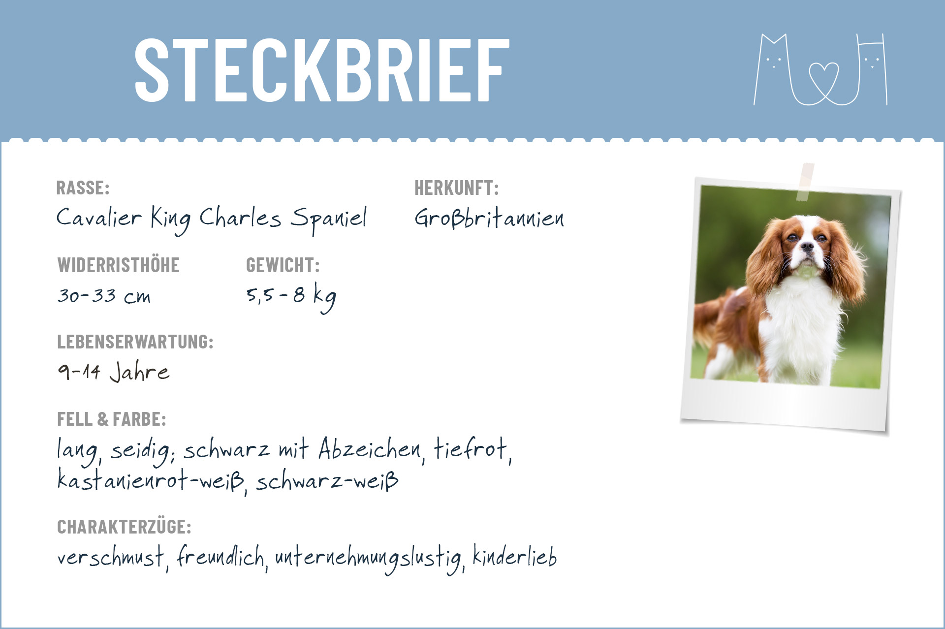 Cavalier King Charles Spaniel Steckbrief | Charakter, Wesen Haltung