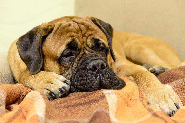 Der Bullmastiff ist ein friedlicher Zeitgenosse