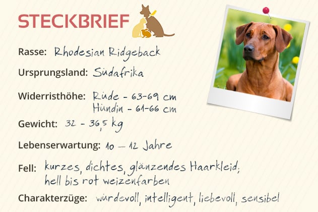 Rhodesian Ridgeback Steckbrief Charakter, Wesen &amp; Haltung