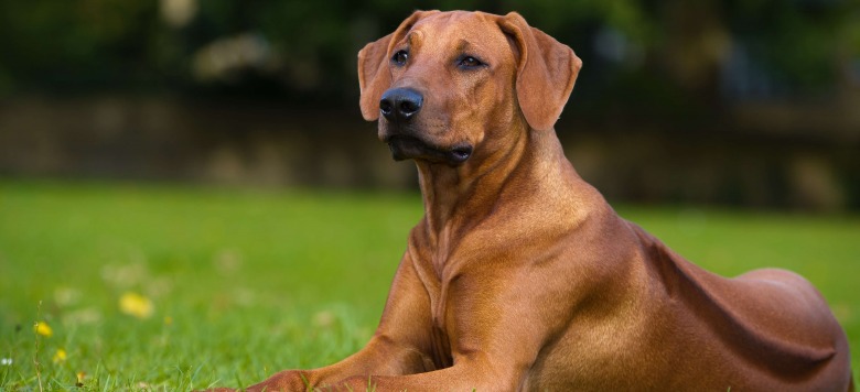 Rhodesian Ridgeback Steckbrief | Charakter, Wesen & Haltung