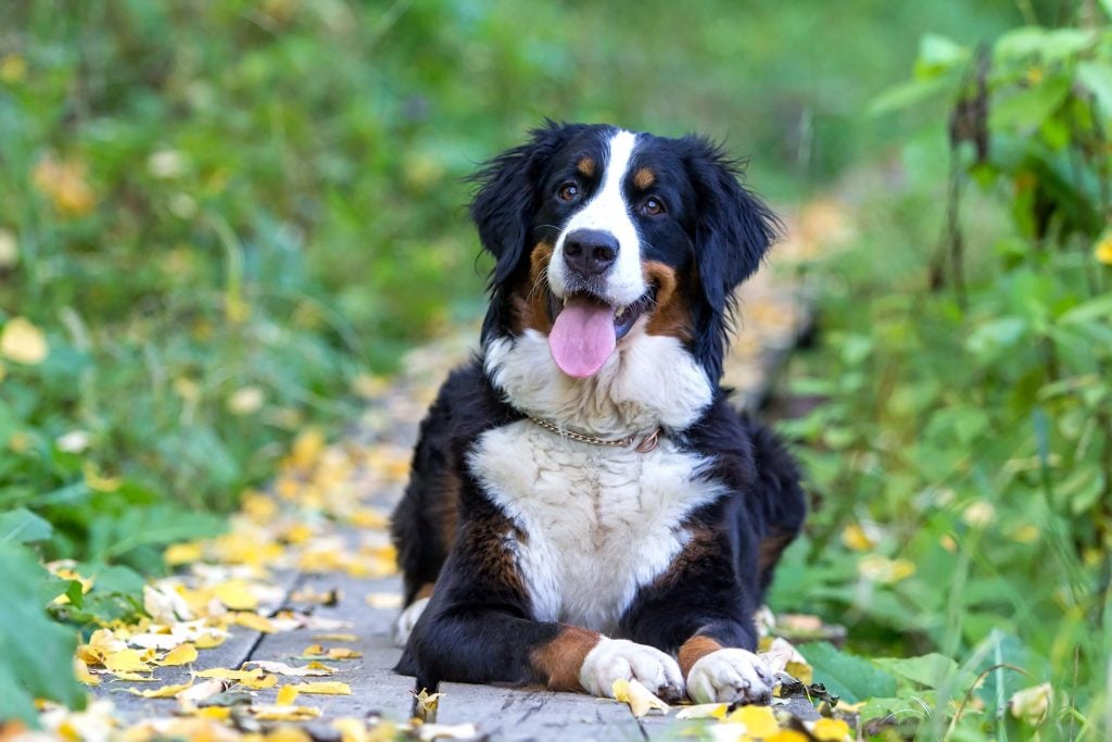 Berner Sennenhund liegt entspannt auf der Wiese