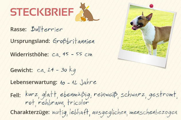 Bullterrier Steckbrief | Charakter, Wesen & Haltung