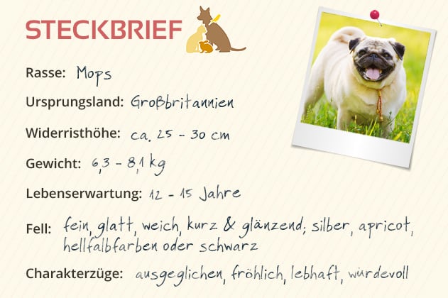 Mops Steckbrief | Charakter, Wesen & Haltung