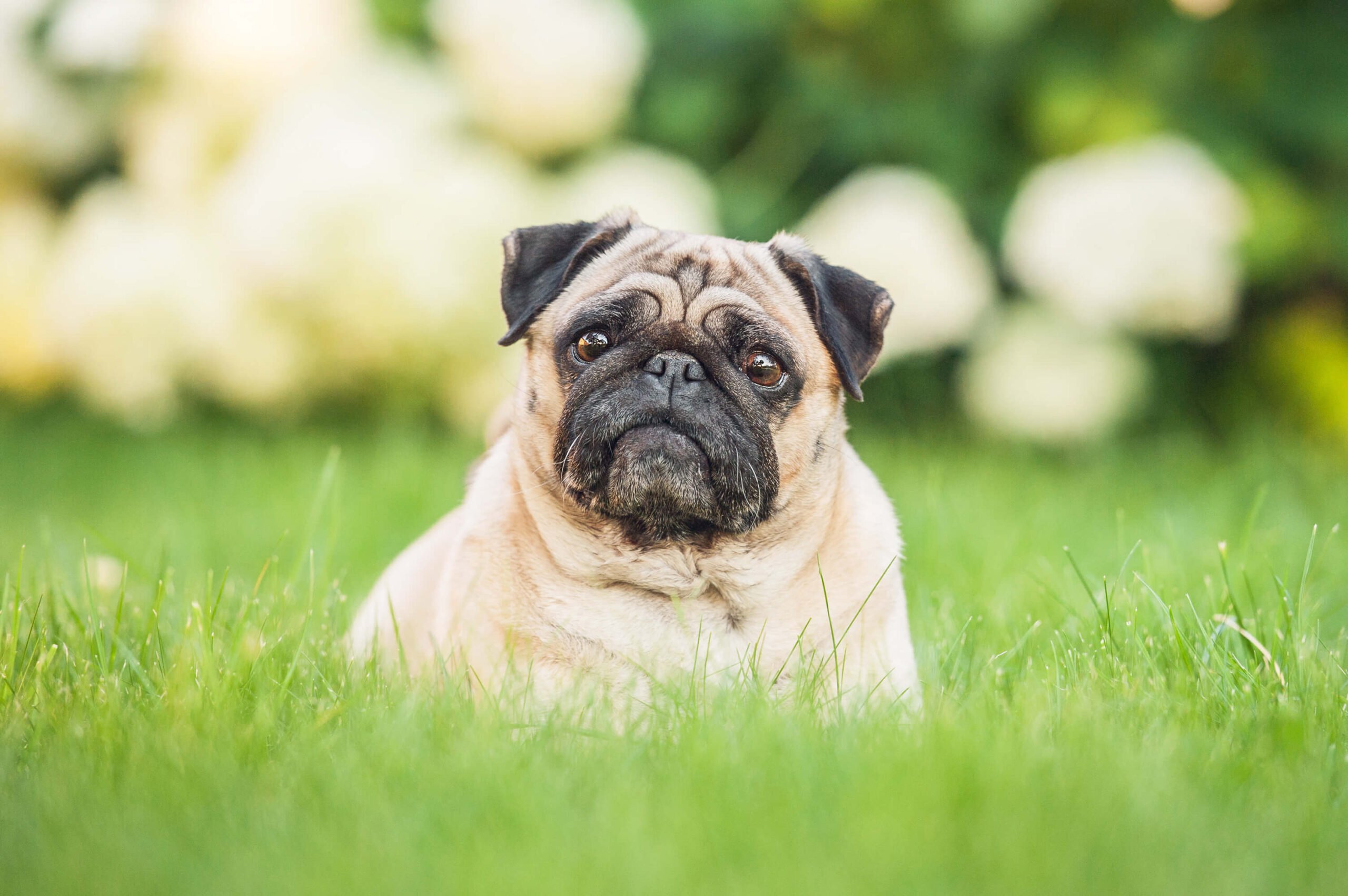 Ein Mops liegt auf der Wiese