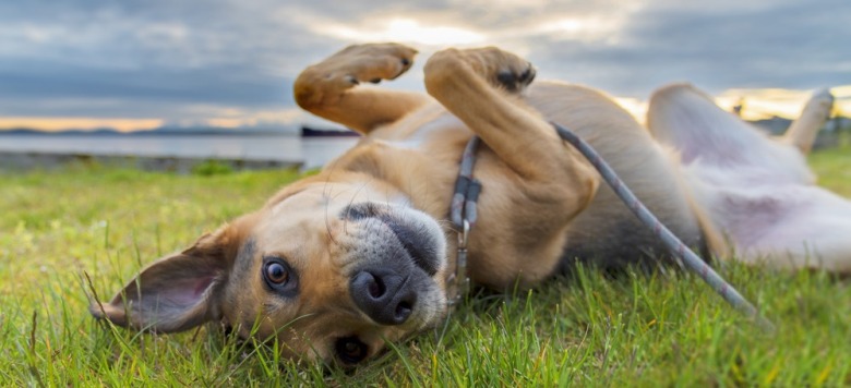 Hunde entwurmen Infos, Kosten &amp; Tipps zur Wurmkur