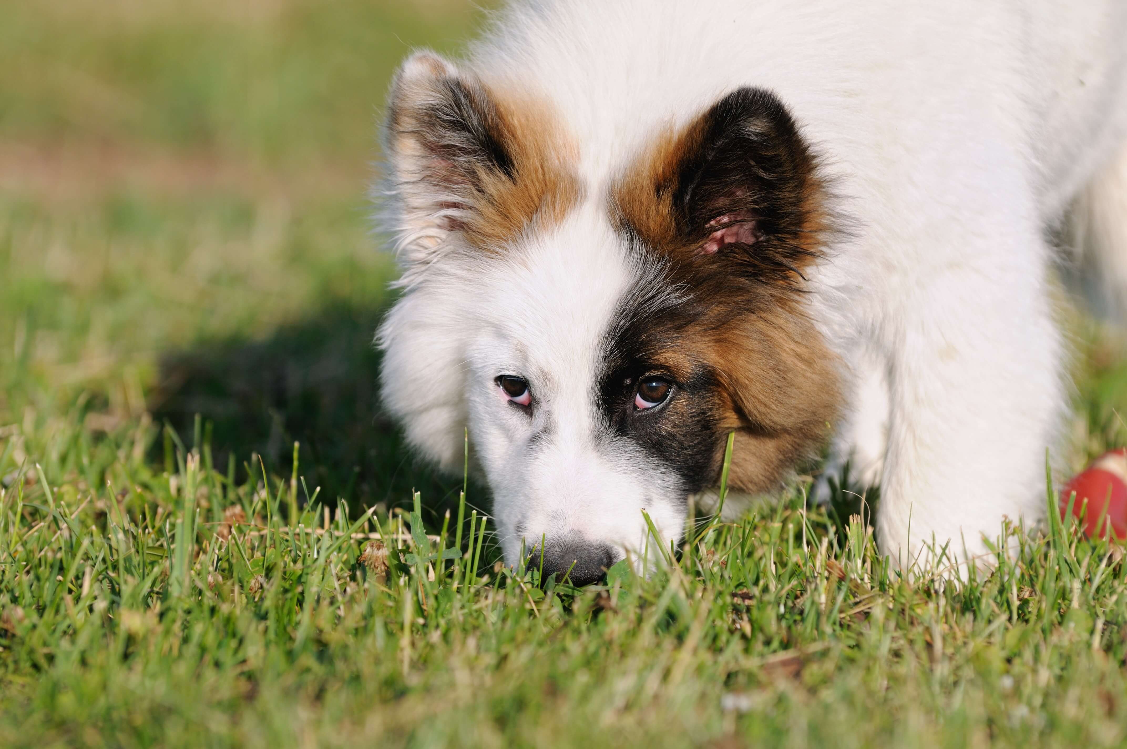 Hunde entwurmen Infos, Kosten &amp; Tipps zur Wurmkur