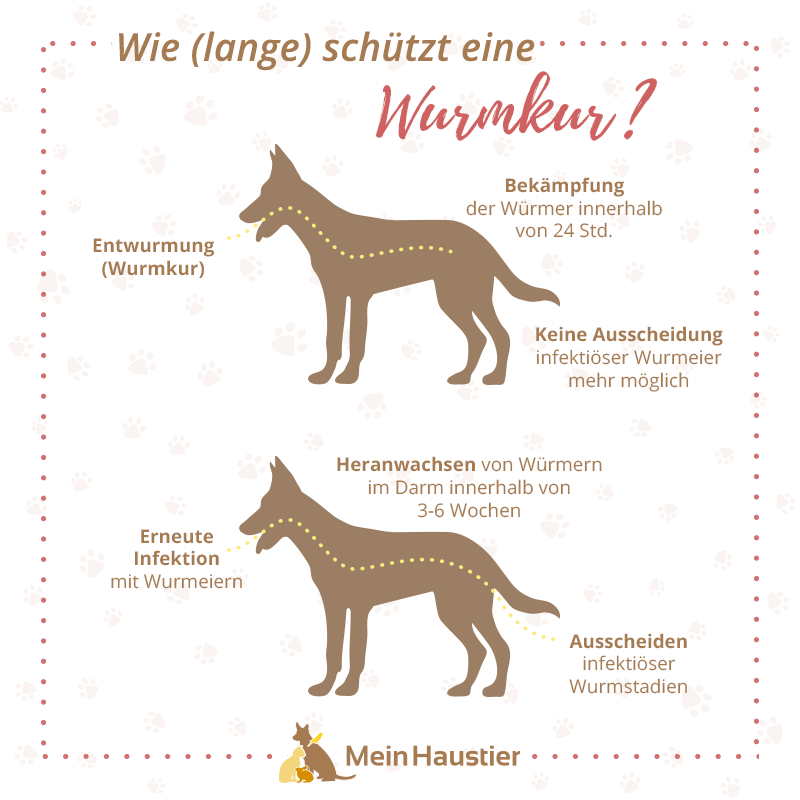 Hunde entwurmen Infos, Kosten &amp; Tipps zur Wurmkur