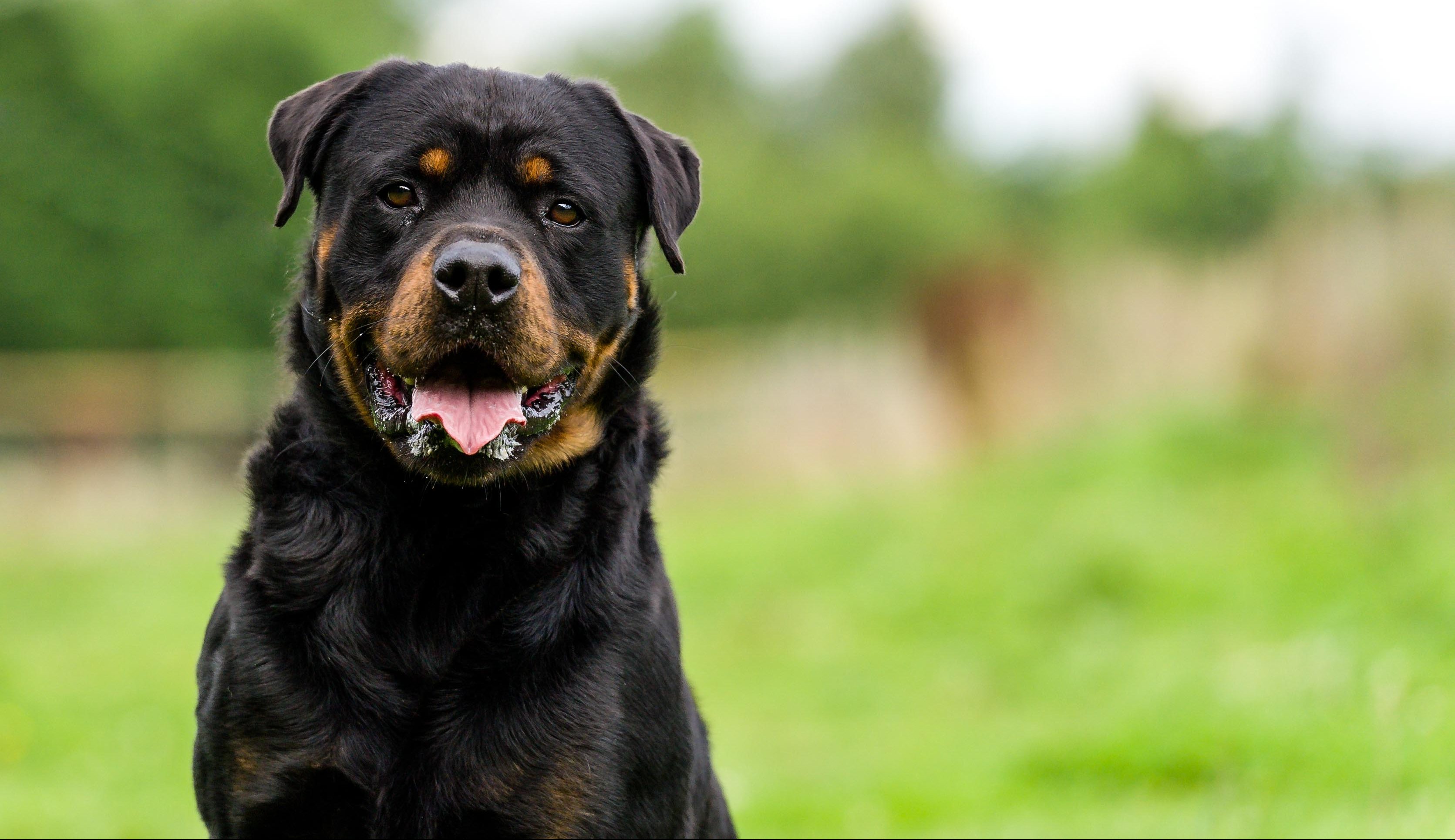 Listenhunde Welche Hunderassen stehen auf der Liste?