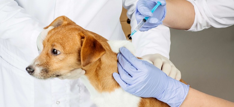 Hundeimpfung Welche Impfungen sind sinnvoll?