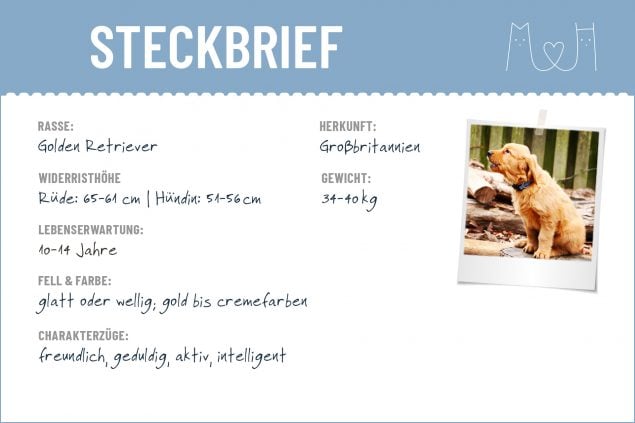 Golden Retriever Steckbrief | Charakter, Wesen & Haltung