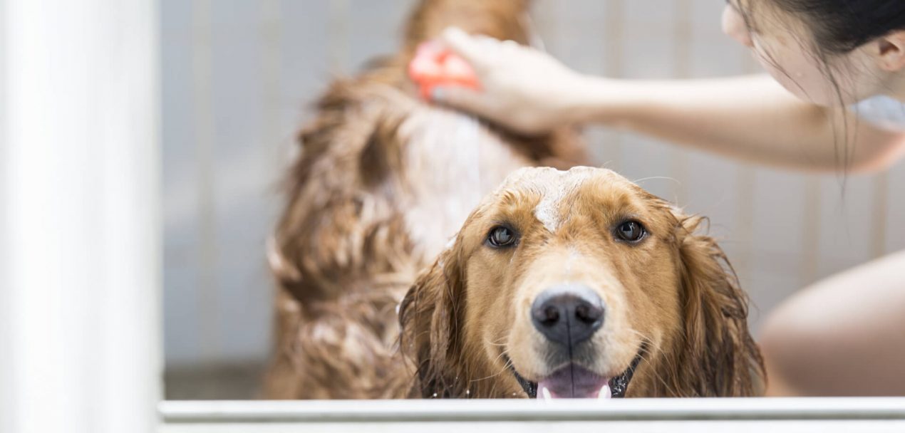 Hunde baden - Wie bade ich Hund richtig?