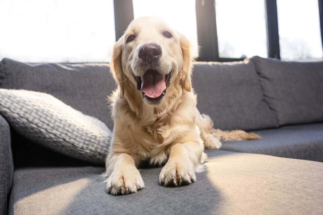 Golden Retriever Steckbrief - Shutterstock 660550192 Komprimiert 1270x847