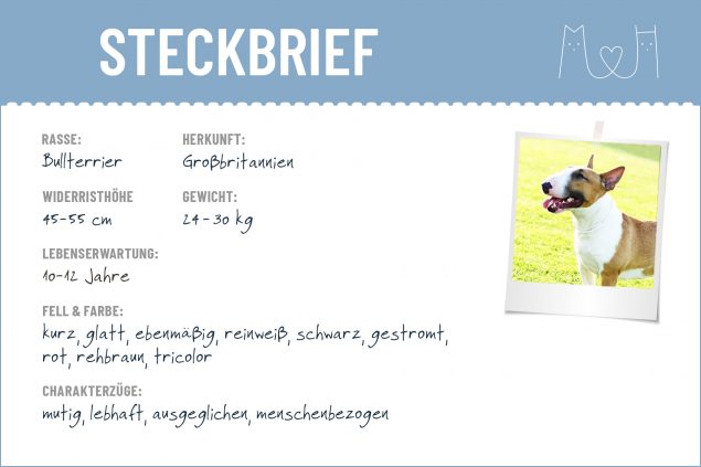 Bullterrier Steckbrief | Charakter, Wesen & Haltung