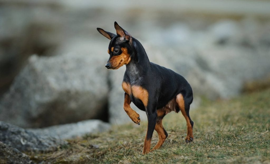 Zwergpinscher