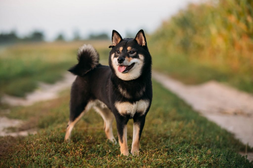 Schwarzer Shiba Inu auf einem Spazierweg