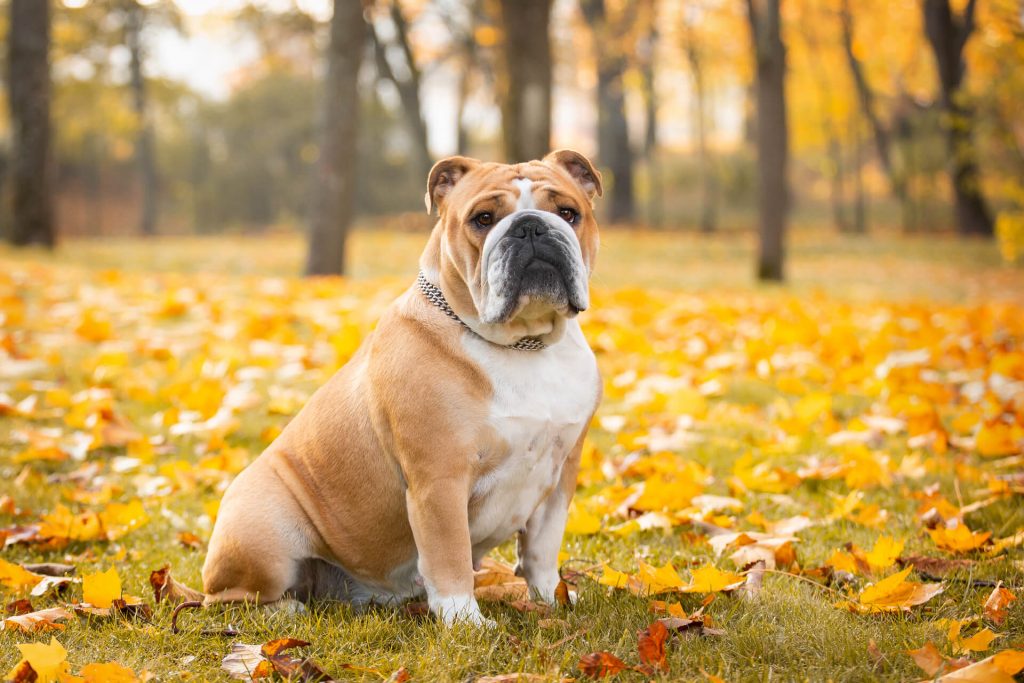 Englische Bulldogge