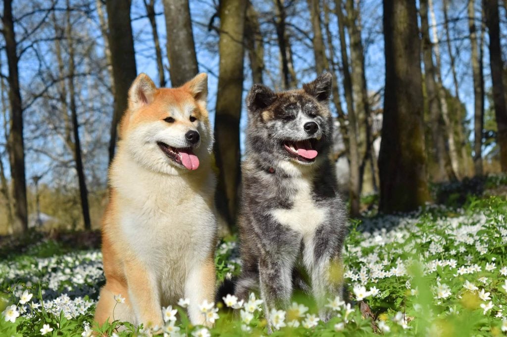 zwei Akitas sitzen auf der Wiese