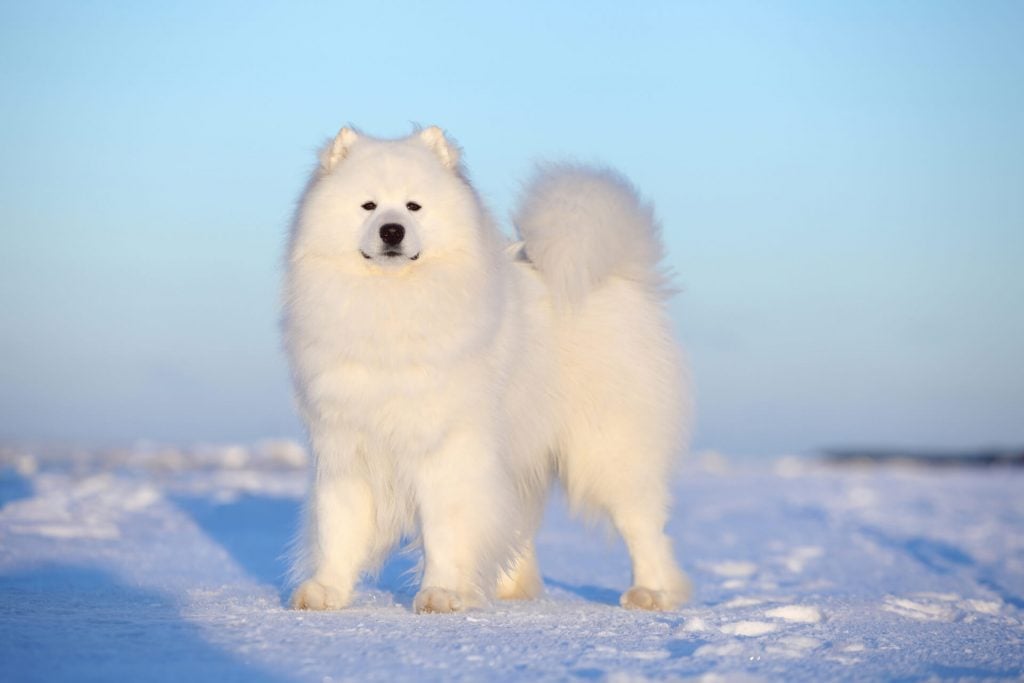 Samojede im Schnee